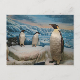 Carte postale Penguin