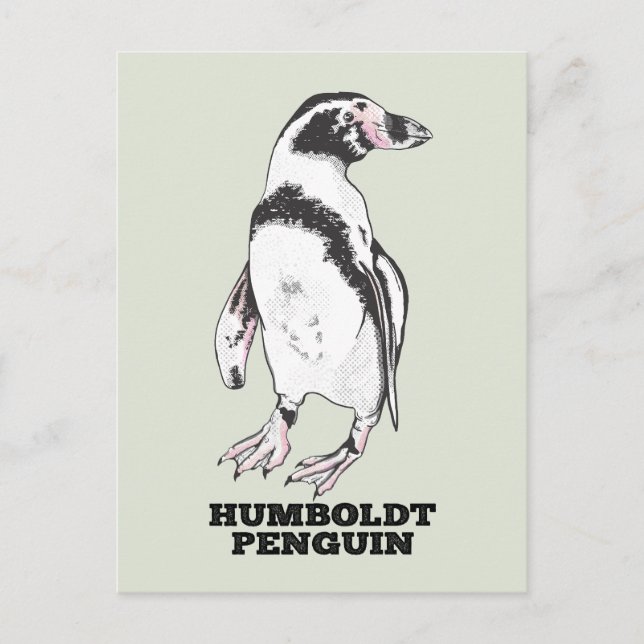 Carte Postale Penguin de Humboldt (Devant)