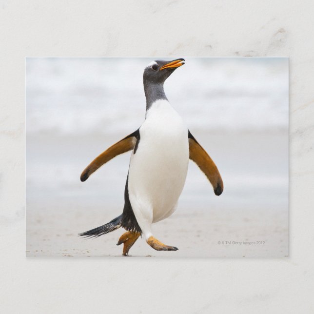 Carte Postale Penguin Gentoo (Devant)