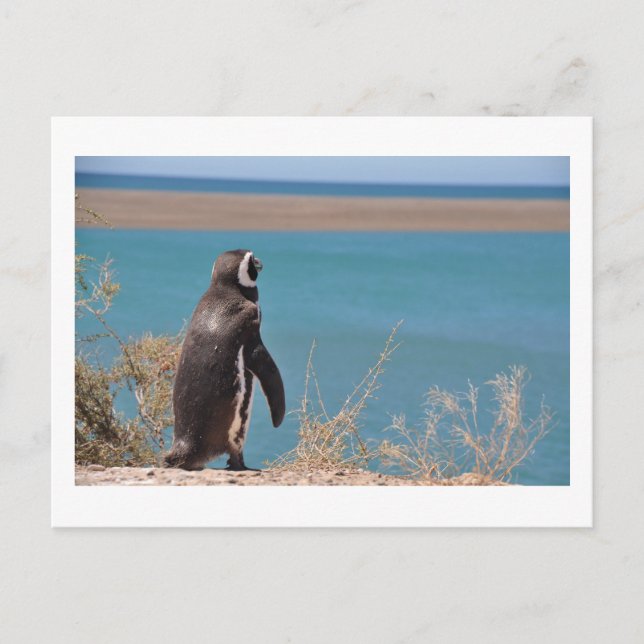 Carte Postale Penguin veut partir (Devant)