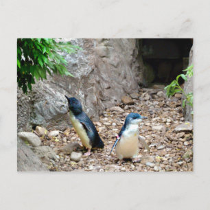 Carte postale Penguins