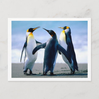 Carte postale Penguins