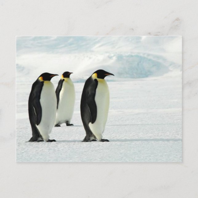 Carte Postale Penguins Three (Devant)