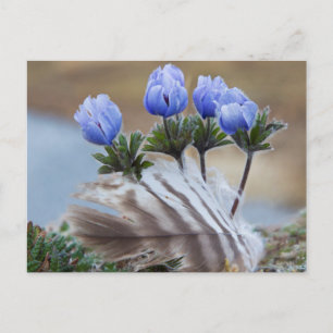 Carte Postale Péninsule de Sewing, Alaska, Fleurs sauvages de l'