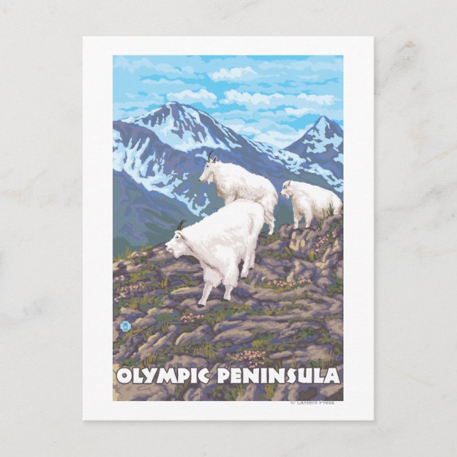 Carte Postale Péninsule olympique, Washington Mountain Chèvres (Devant)
