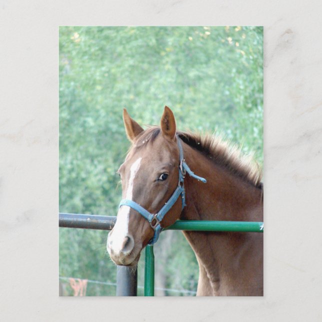 Carte Postale Penny Ole Gal (Devant)