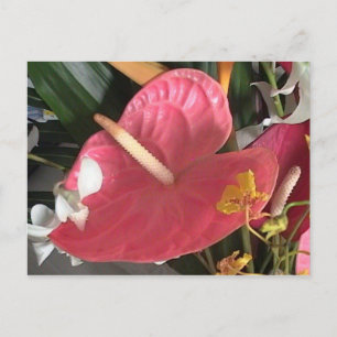 Carte Postale Pense rose