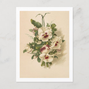 Carte postale : Pensées blanches et violettes