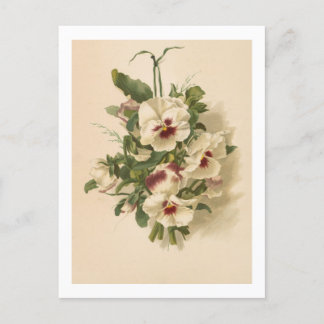 Carte postale : Pensées blanches et violettes