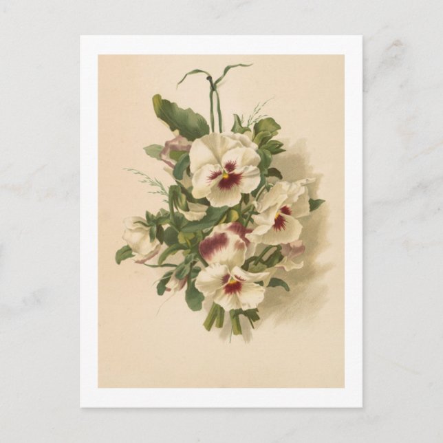 Carte postale : Pensées blanches et violettes (Devant)