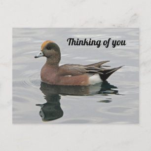 Carte Postale Penser à votre canard Photo Wigeon Calm Lake