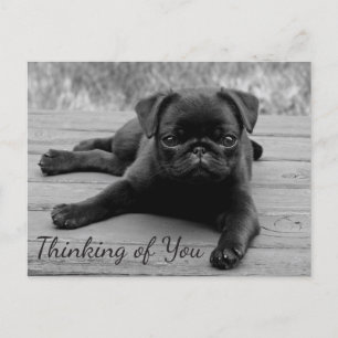 Carte Postale Penser à votre Carlin Chien Chien de Salutation Ca