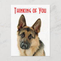 Penser À Vous Allemand Berger Chien Chien Chien Ca