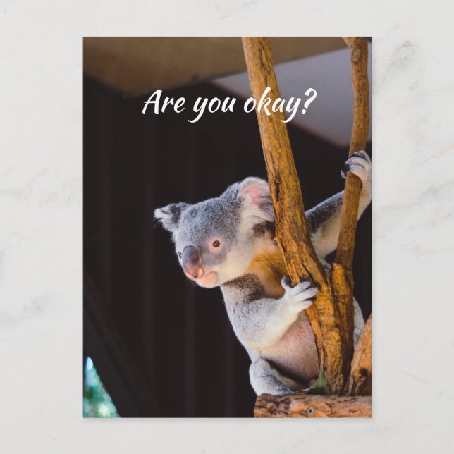 Carte Postale Penser à vous amusez Koala Faites-moi savoir que v (Devant)