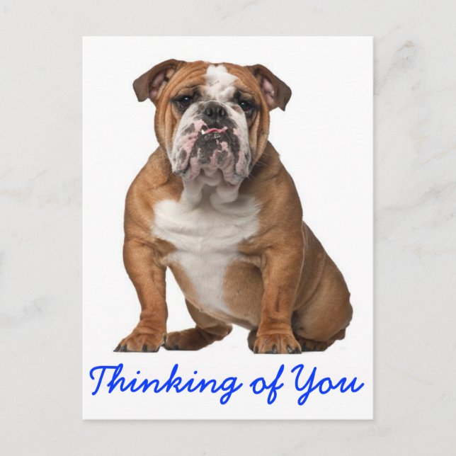 Carte Postale Penser à vous Anglais Bulldog Chien Chien Chien Ch (Devant)