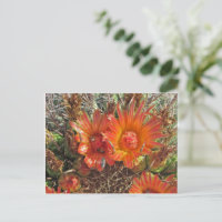 Penser à vous Bright Orange Cactus Flower Photo