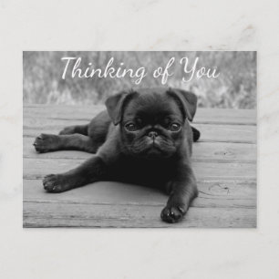 Carte Postale Penser à vous Carlin Chien Chien Chien Postcard