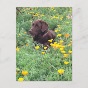 Carte Postale Penser à vous Chocolat Labrador Chien Poppy Patch