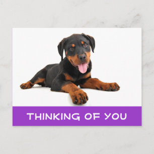 Carte Postale Penser à vous Rottweiler Puppy Chien Postcard