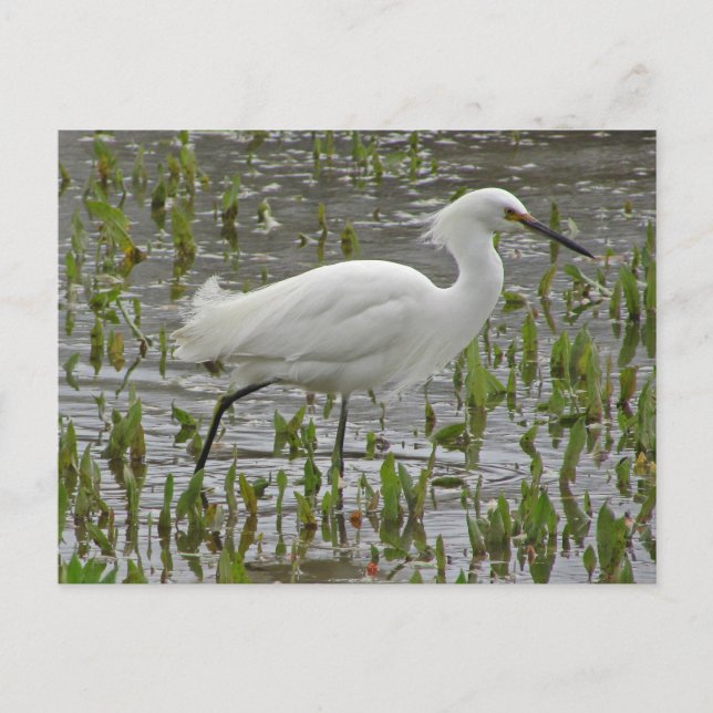 Carte Postale Penser à vous White Egret Photo Encouragement (Devant)