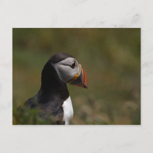 Carte Postale Penser Puffin