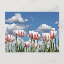 Pensez au printemps !