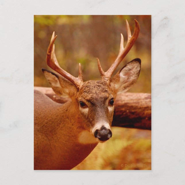 Carte Postale Pensive Mule Deer Buck (Devant)