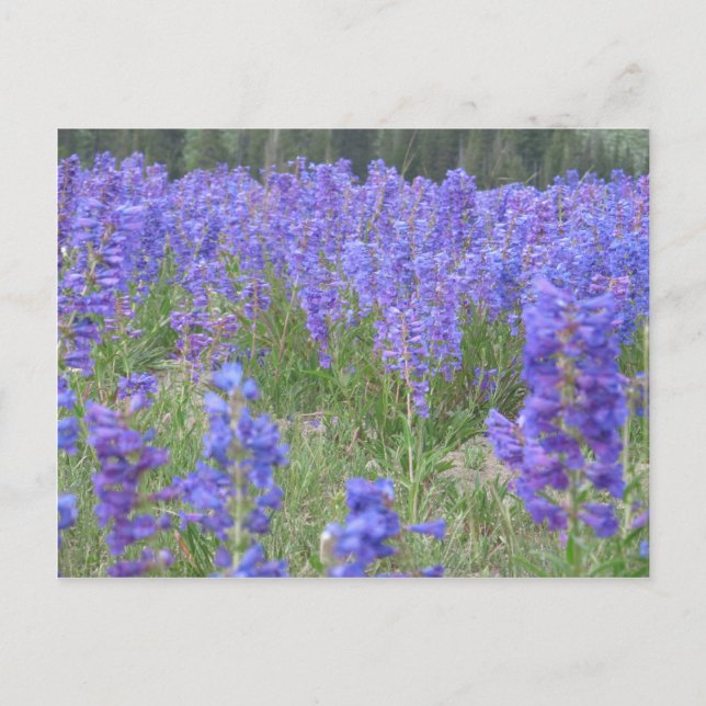 Carte Postale Penstemon Fleurs sauvages Wyoming (Devant)