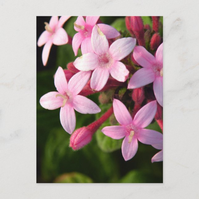 Carte Postale Pentas (Devant)
