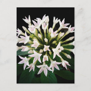 Carte Postale Pentas blancs