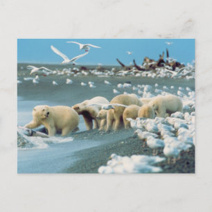 Carte Postale Pente nord de l'Alaska. Ours polaires Ursus