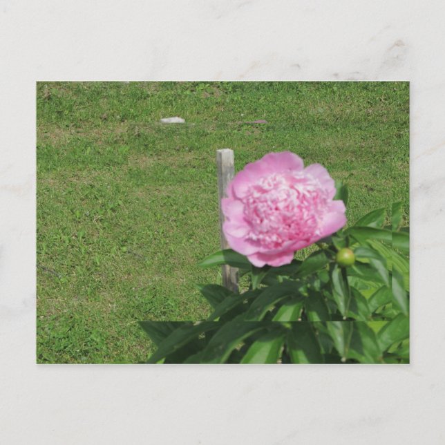 Carte Postale Peony (Devant)