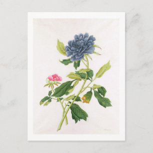 Carte Postale Peony
