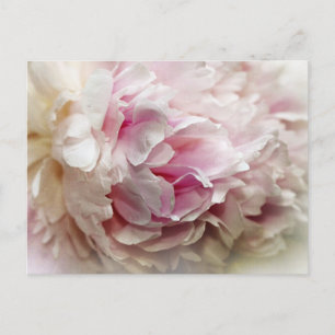 Carte Postale Peony