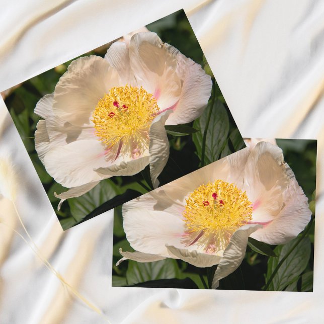 Carte Postale Peony blanc chinois (Bring the serene beauty of spring indoors with this exquisite Chinese Peony postcard.)