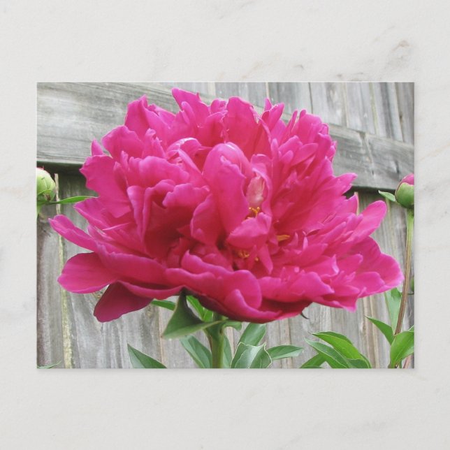 Carte Postale Peony rose (Devant)