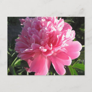 Carte Postale Peony rose