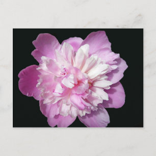 Carte Postale Peony rose