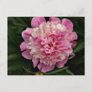 Carte Postale Peony rose
