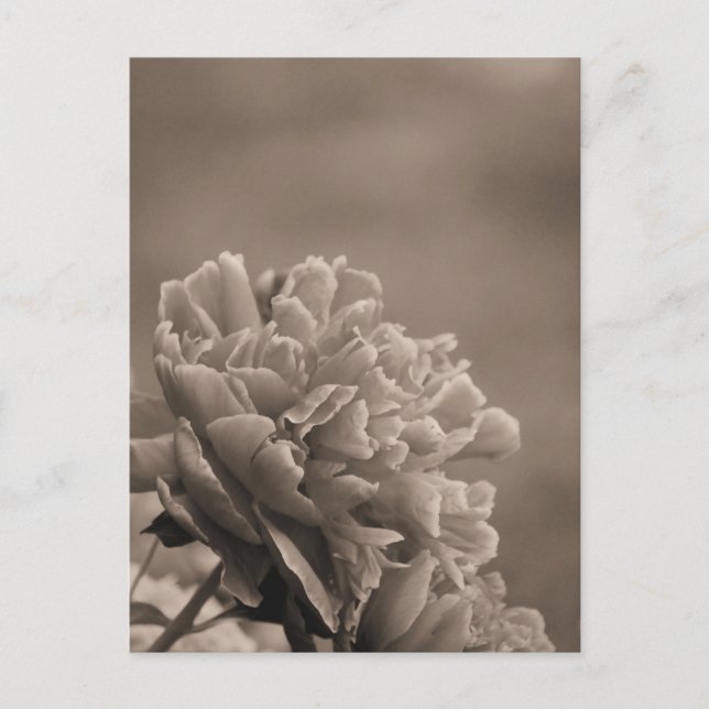 Carte Postale Peony Single Sepia (Devant)