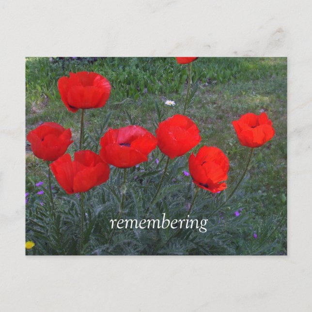 Carte Postale Pépites rouges (Devant)