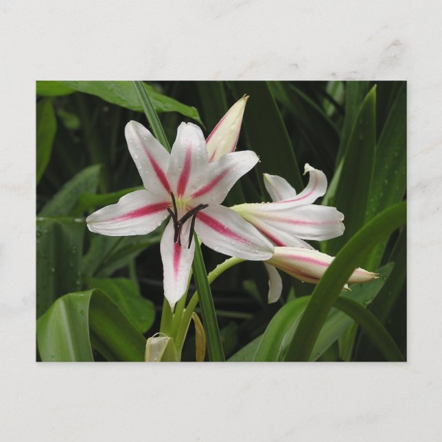 Carte postale Peppermenthe Crinum Lily (Devant)