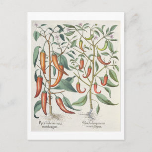 Carte Postale Peppers: 1.Piper Indicum maximum longum; 2.Piper I