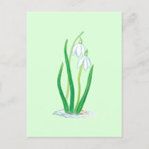 Perce-neige (Galanthus nivalis) Fleurs de début de