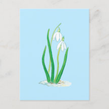 Perce-neige (Galanthus nivalis) Fleurs de début de