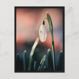 Carte postale Perce Neige Postkarte