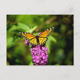 Carte Postale Perche pourpre (Papillon Viceroy)