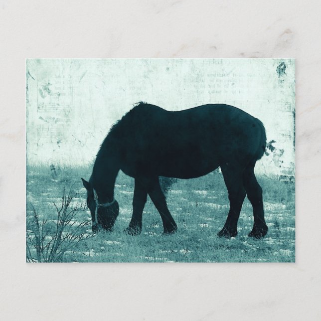 Carte Postale Percheron d'hiver (Devant)