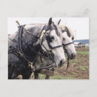 Percheron Tandem