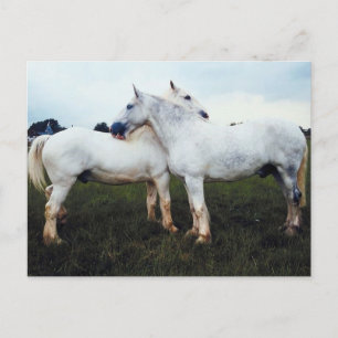 Carte Postale Percherons Se Cultivant